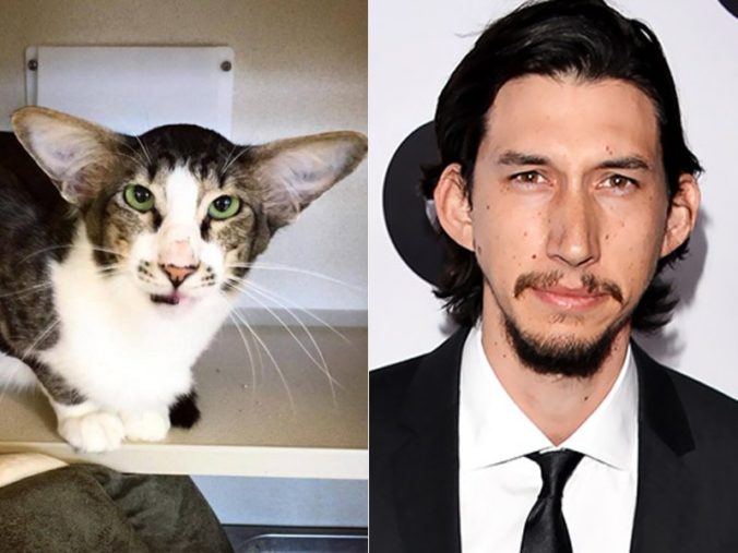 Adam Driver gato